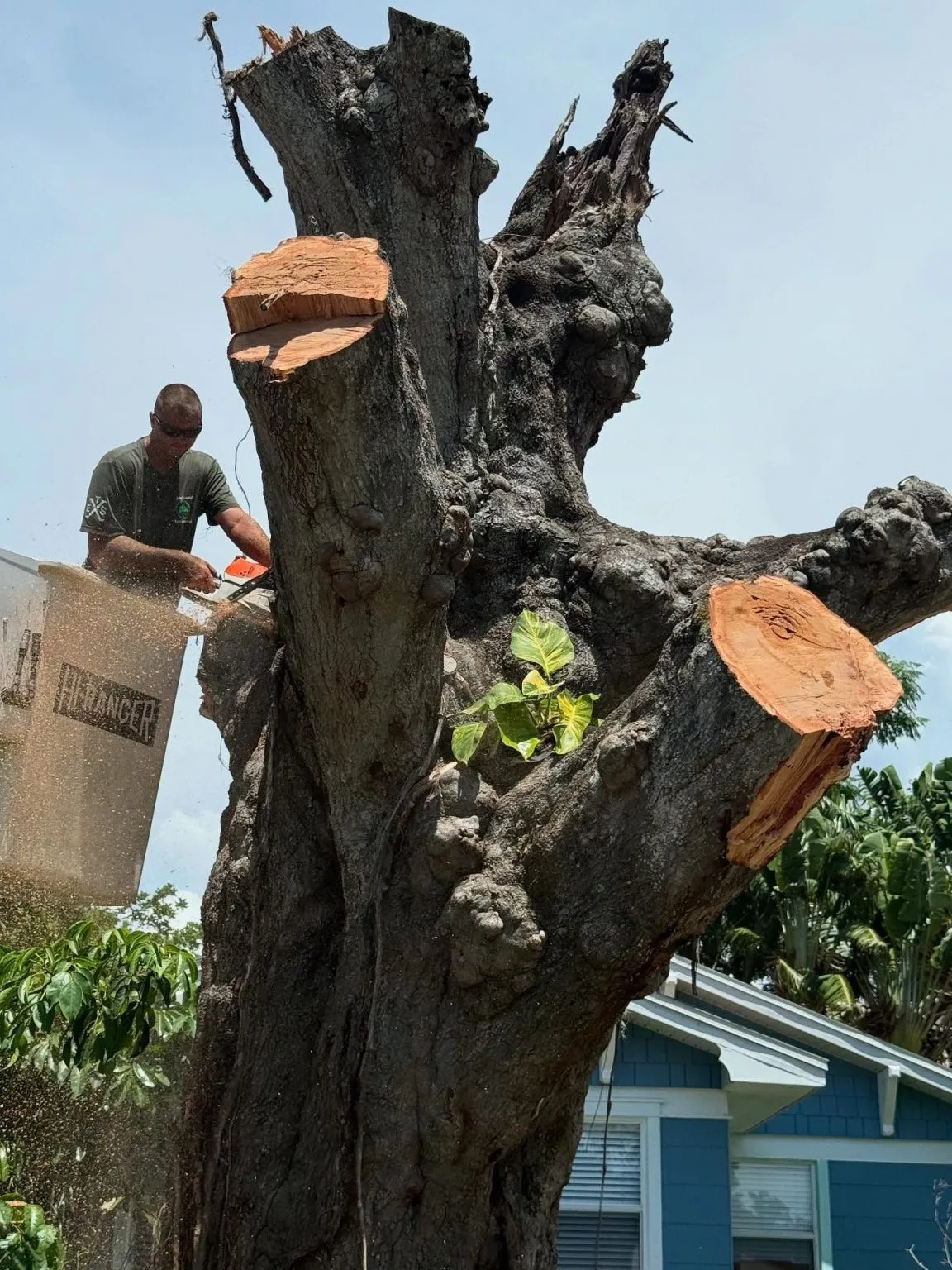 Experienced Tree Service removing a large tree from a bucket lift
