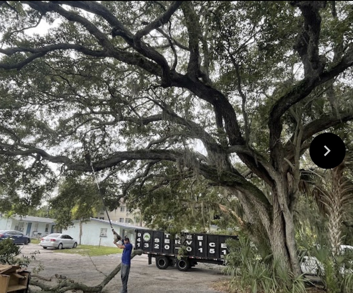 A tree-care worker pruning a residential oak