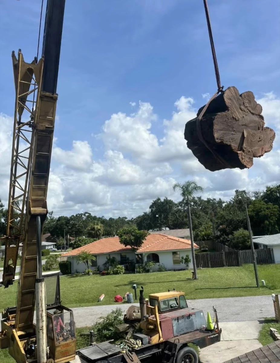 Crane lifting a cut tree trunk in the company’s Google owner-uploaded photo gallery; company work image, not a reviewer portrait.