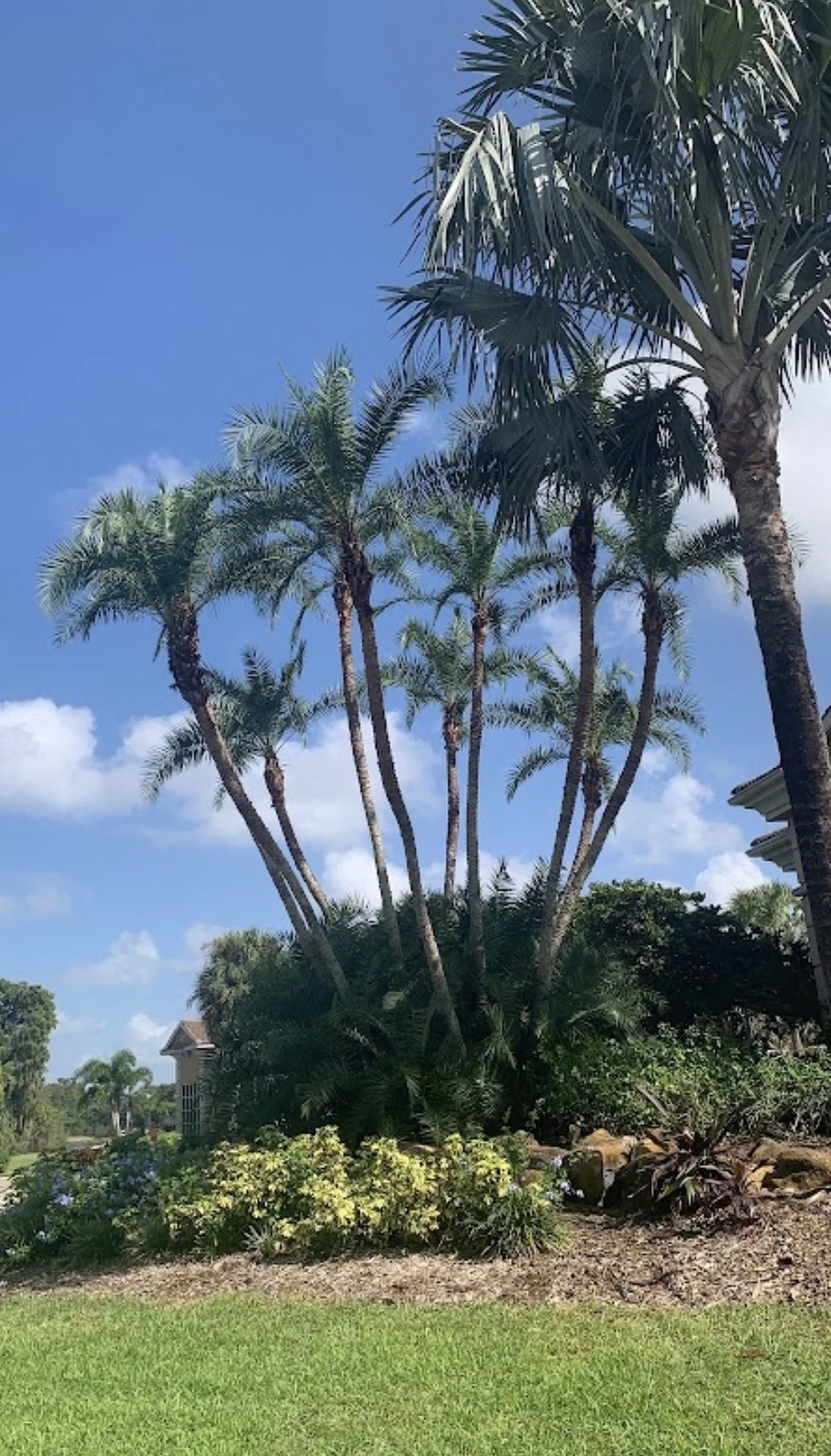 Palm trees from existing company website photography; portfolio image, not a reviewer portrait.