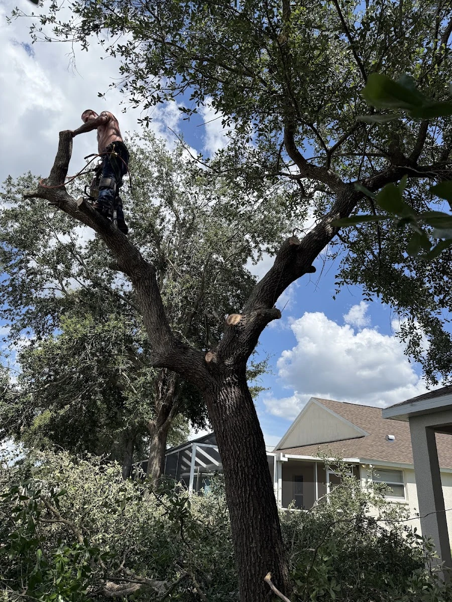 Tree pruning in the company’s Google owner-uploaded photo gallery; company work image, not a reviewer portrait.