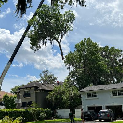 Residential Tree Services