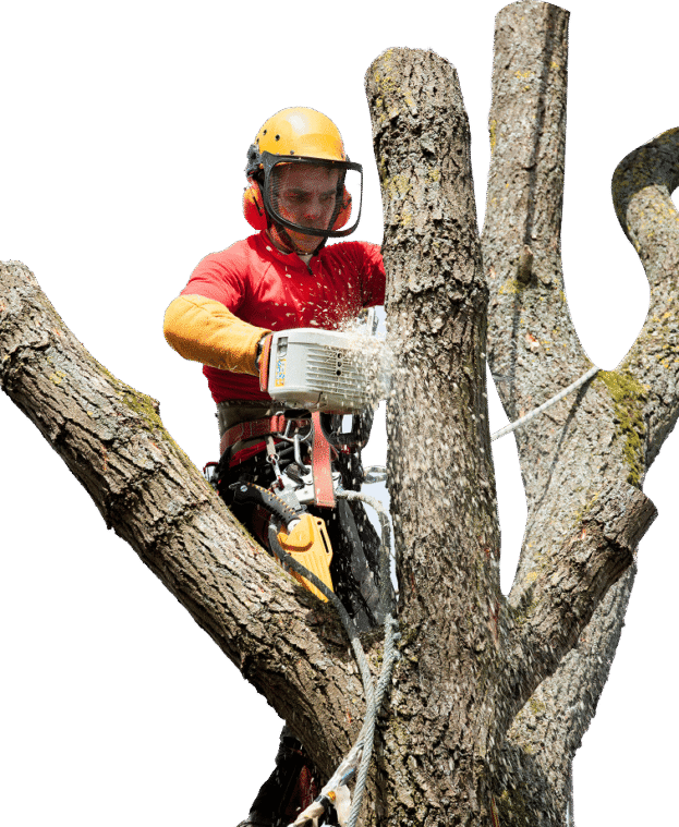 arborist-cutting-tree-with-chainsaw-3-1